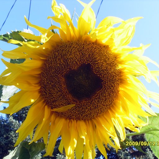 Co-founder of Fruits of Sherbrooke-fruit rescuer-urban farmer-composter. Living with cancer.