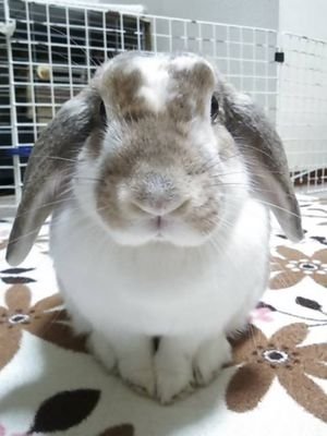 うさぎとモフモフ生活。
2020年3月幸也(こうや)♂🌈 2011年生 奏(かなで)♀ 🌈
2016年 里子 笑也(しょうや)♂🌈
2021年生 里子 杏(あんじゅ)♀
2024年生 藤丸(ふじまる)♂
可愛いうさぎさんに無言フォロー♥️