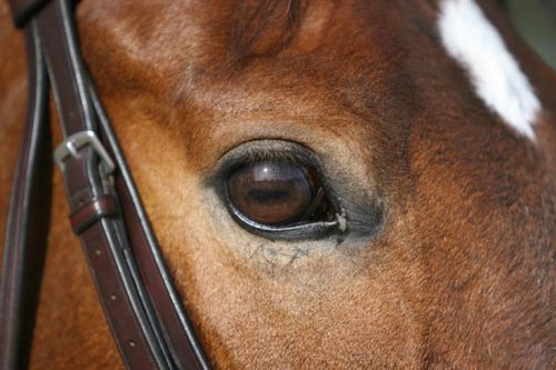 fdoos's profile picture. love my OTTB mare and my furbabies jack and winston