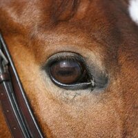 fran doos (@fdoos) 's Twitter Profile