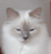 Bibi is een Heilige Birmaan. Houdt van #spelen #kroelen #slapen #liggen #zitten #vogelskijken. Bevallen van 2 jonge gezonde kittens en ja ze zijn #lief.