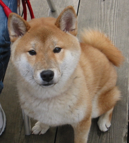 doraty's profile picture. Bocchi the work!