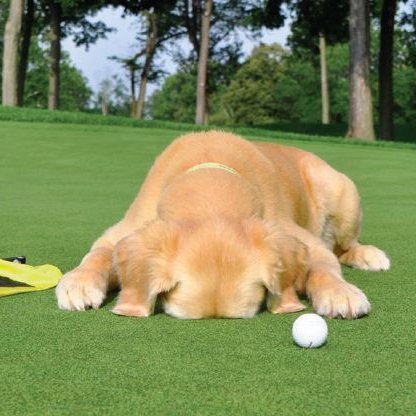 lost_dog_'s profile picture. 