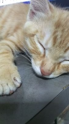 始めました。