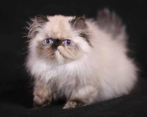 wongparis's profile picture. Wong Paris is my cat!