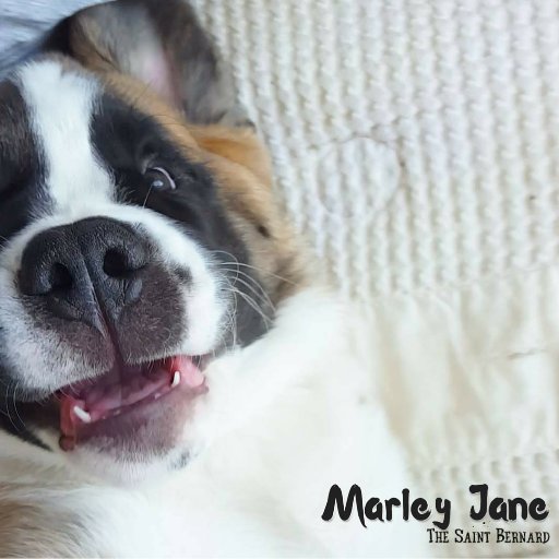 Official #Twitter Account of #MarleyJaneTheSaint. Local Celebrity,  Pure Bred, Raw-Fed, Organic & Holistic, Giant Saint Bernard. Family of Show #Dogs