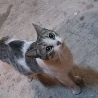 michi the cat(@samarantos) 's Twitter Profile Photo