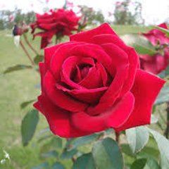 akanedolin's profile picture. 「人の成長」を支援するという仕事に携わって、はや十数年。 
紆余曲折ありつつも、この仕事を地道に続けるぞと思っていたら、子ども嫌いのはずがいつの間にか母親に。 
否応なしに、人材開発に育児が含まれるようになり、LifeとWorkのバランス追求が最大のテーマな日々。