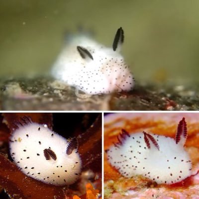 極光に並ぶ獣さんのプロフィール画像