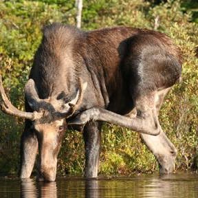 Benedict, a Catholic Moose with one spot that it Just.So.Itchy. Cousins with Laudá, Glorific, & Adorá