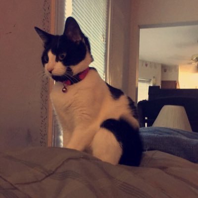 PeanutTakaoka's profile picture. I am @darren46065204 s cat nothing wrong with a cat with a twitter account