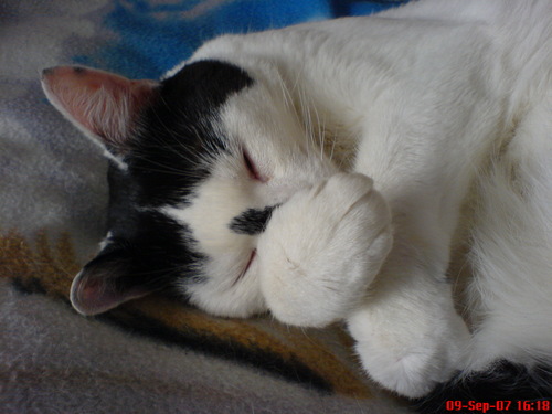 a cat who thinks he's a rabbit sometimes, othertimes a dog & even sometimes a human.Looking for love x x