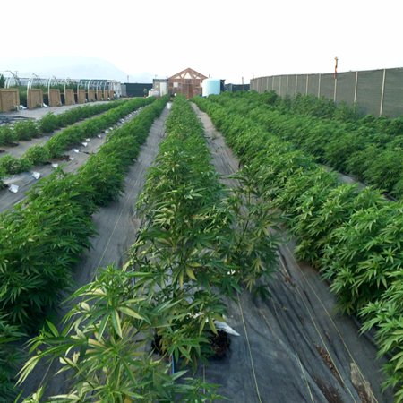 We do Cannabis real estate all day, everyday! Legally compliant Cannabis properties, whether you are looking to buy or sell. CA Cannabis Industry leader.