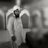 SultanOfLayyah's profile image