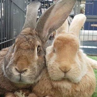 Fairly Beloved Rabbit Care is a Scottish charity that rehomes beautiful buns to their forever homes. It relies solely on its volunteers to help rabbits in need.