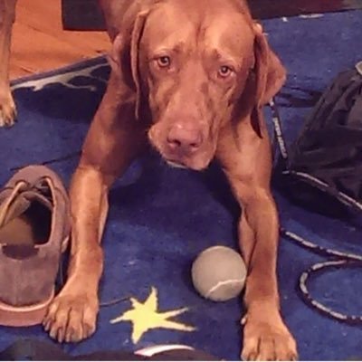 lovemulligan's profile picture. you heard me