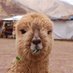 じゅんじゅん1899🧚♀️💩🐐 (@alex0011899) Twitter profile photo じゅんじゅん1899🧚♀️💩🐐 (@alex0011899) Twitter profile photo