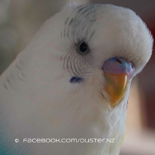 I'm a budgie, but really I'm a cheeky monkey! I love to play, talk, and give kisses.
https://t.co/3OWlOb6NFY
https://t.co/g6SQac1bDK
https://t.co/twxgLH69s8