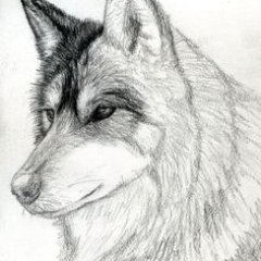 DylanJ_Wolf Profile Picture