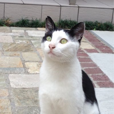 RunandPeace02's profile picture. こんにちは。ねこです。