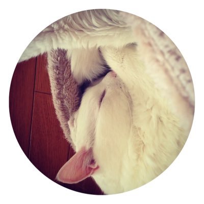 fukufukuminyan's profile picture. 猫・酒・音楽・旅行 Love