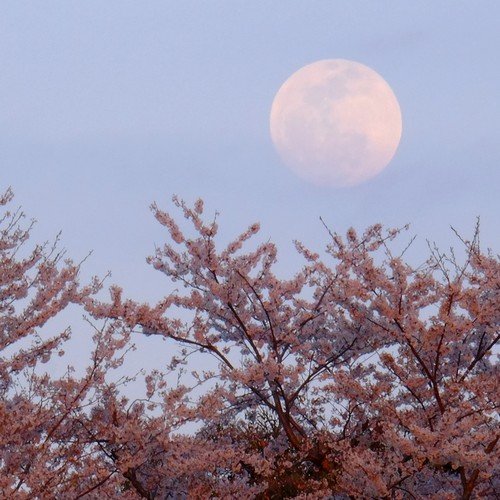 twilightmoon99