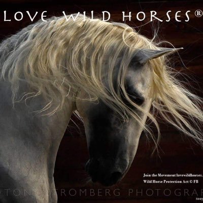 1 love 1 voice 20,000,000 rising up 4 Native Wild Horse Freedom & Survival Bcs Extinction is 4Ever #lovewildhorses #wildhorses #wolves #wildlife #land #water