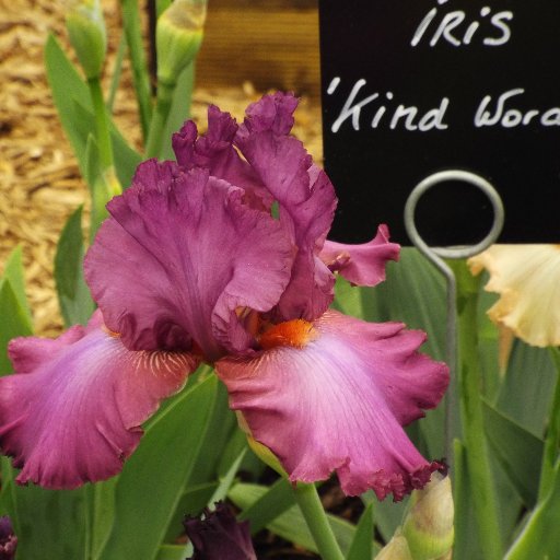 Floral decorator, gardener and trainee iris grower. Loves flowers, nature and embroidery.