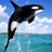 OpenOrca's profile image