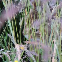 Sue Chambers (@sueandpakka) 's Twitter Profile Photo Sue Chambers (@sueandpakka) 's Twitter Profile Photo