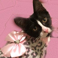 Starbucks the Cat (@bella_cat7) 's Twitter Profile