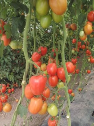 JVelascoVite's profile picture. 