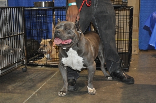 Atlantasfinest5's profile picture. We produce some of the best puppies around the world