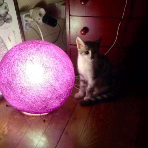 Annesoooooo's profile picture. conservateur des bibliothèques #bnf #histoiredelart #cuisineetbibliothèque