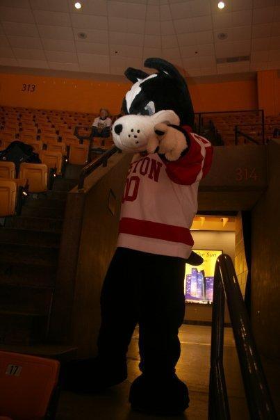 BURhett's profile picture. BU Mascot