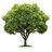 trees97's profile image