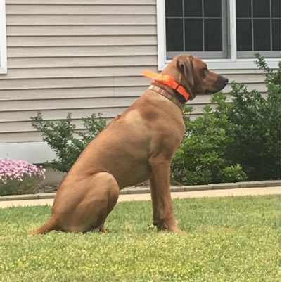 JosephRyanFish's profile picture. A hard beginning maketh a good ending - John Heywood.