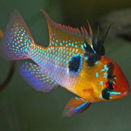 We are the UAE's most professional Fish and Aquarium seller offering finest quality of Fish and Aquarium