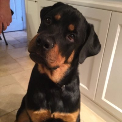 Rottweiler