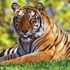 Ngothanhtung_Ha's profile picture. 動物の攻撃, 動物の攻撃人間, 本当の戦争, 野生生物, クマの攻撃, 動物の攻撃, 最高の攻撃, 最高の攻撃 2016, アナコンダ, イノシシ攻撃の人間,, ワニの戦いの人間, 驚きライオン攻撃の人間, 人間の実を攻撃します, ライオンは人間を殺します, 1人間に致命動物の攻撃
