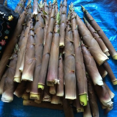 LOMsen58's profile picture. 成人済み。ROM垢。