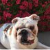 🌸🍀SAMBRAN🍀🌸🎼🐶 (@sandiroberts82) Twitter profile photo 🌸🍀SAMBRAN🍀🌸🎼🐶 (@sandiroberts82) Twitter profile photo