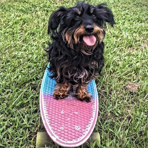 Just a happy go lucky Dachshund-Yorkie mix, lovingly referred to as a Dorkie. A stylish puppy, with an edge, living in New Orleans, LA. https://t.co/8zgW3v91Ua