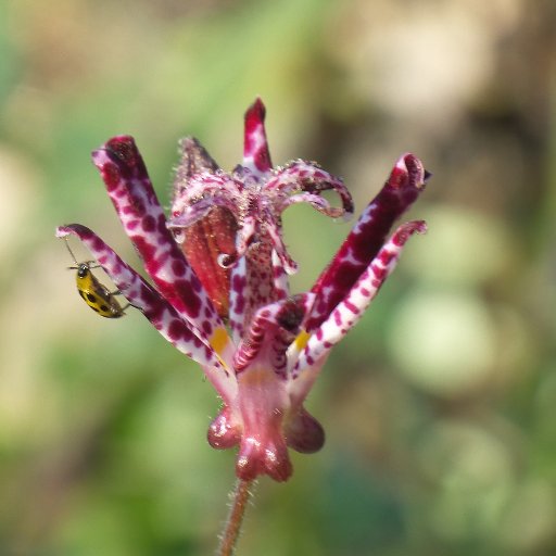 glasc's profile picture. 