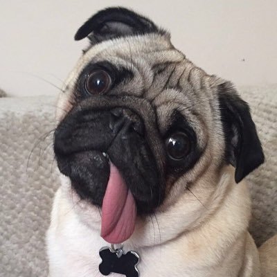 Im a five  year old pug who loves to play and I love cuddles and kisses, I live in robin hood land havent seen him yet though! I also have Instagram @pugdays101