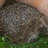 Hedgehogcare's profile image