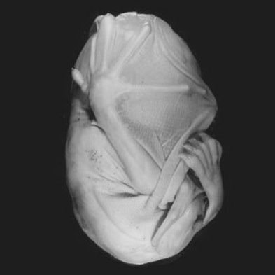 mutterpuppet's profile picture. 