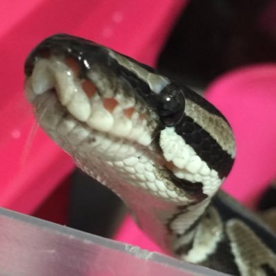 NOIR_Axanthic's profile picture. Nephrurusを愛する者👿ボールはAxan系Dark系を主に拘ってやってます。深い黒が好きです。爬虫類垢は大体フォロバするのでお気軽にフォローください（＾ν＾）