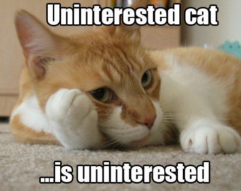 KittehWRX's profile picture. I make things with wheels go VERY fast.