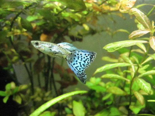 飼っている熱帯魚関係のことや、普段の生活についてつぶやきます。吉良吉影のようにただ静かに暮らしたい。あと文房具とか読書とか。そしてクロスバイク。プログラミング（Python）勉強中。